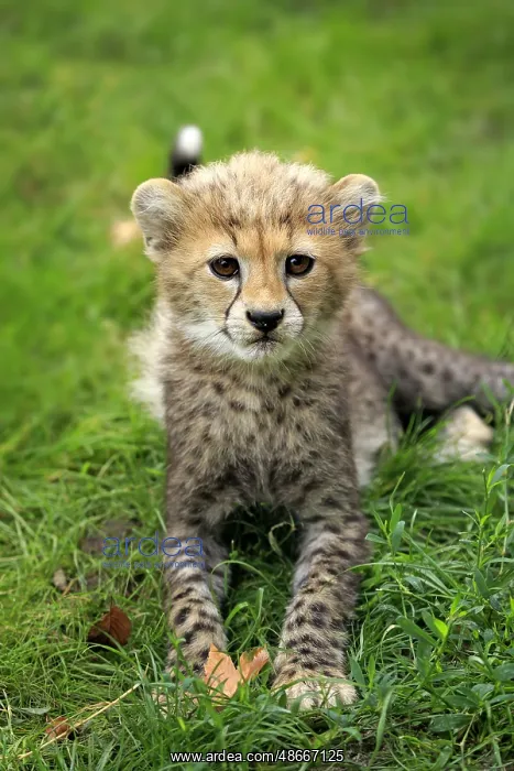 : Sudan Cheetah (Acinonyx jubatus soemmeringii), young, ten : Sudan Cheetah (Acinonyx jubatus soemmeringii), young, ten