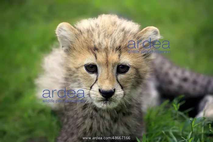 : Sudan Cheetah (Acinonyx jubatus soemmeringii), young, ten : Sudan Cheetah (Acinonyx jubatus soemmeringii), young, ten