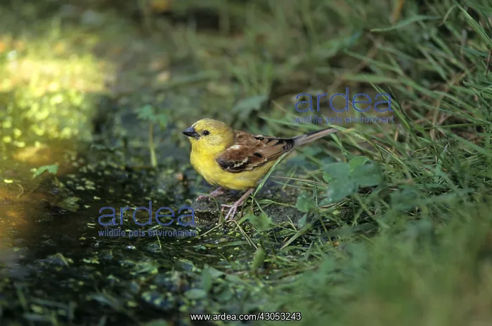 : Sudan Golden Sparrow : Sudan Golden Sparrow