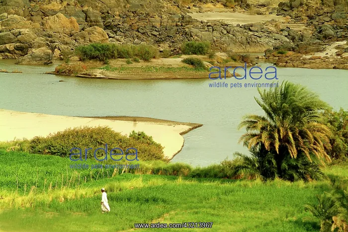 : Sudan, North (Nubia), Papyrus cultivations : Sudan, North (Nubia), Papyrus cultivations