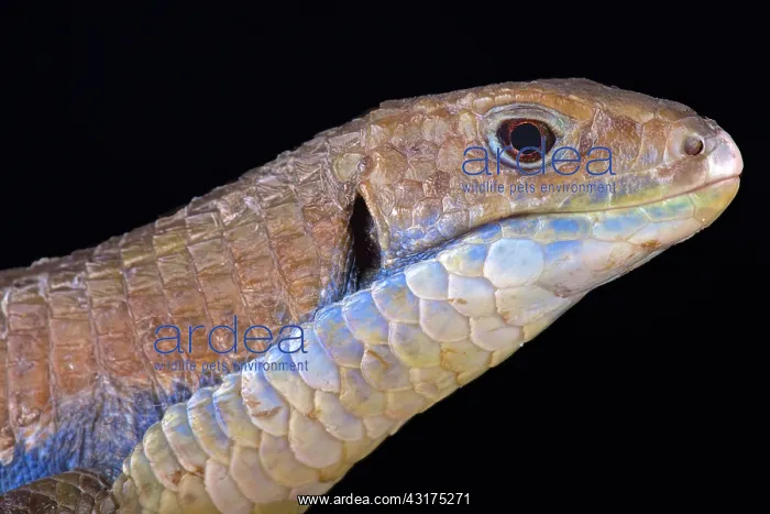  : The Sudan plated lizard (Gerrhosaurus major) is