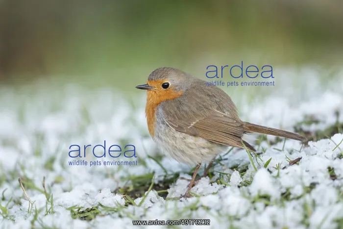 : Sudden onset of winter... Robin (Erithacus rubecula) sits : Sudden onset of winter... Robin (Erithacus rubecula) sits