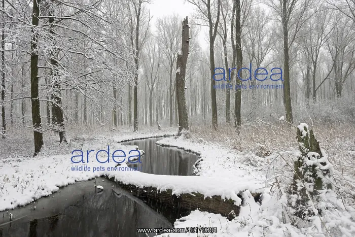: Sudden onset of winter, winter with snowfall in Meerbusch : Sudden onset of winter, winter with snowfall in Meerbusch