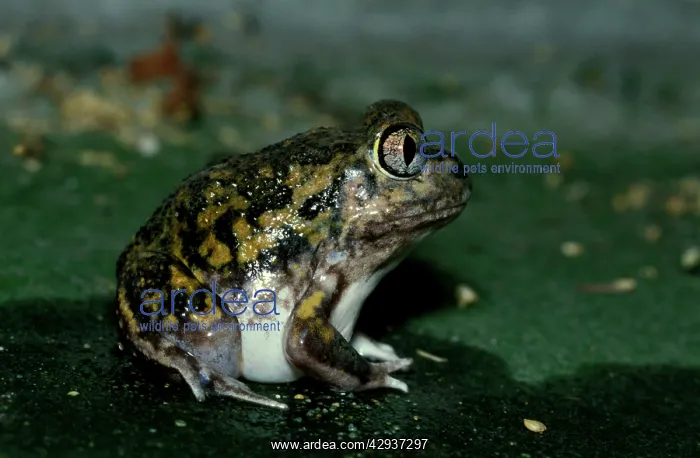 : SudellIs frog - a burrowing frog of about 35-40 mm : SudellIs frog - a burrowing frog of about 35-40 mm