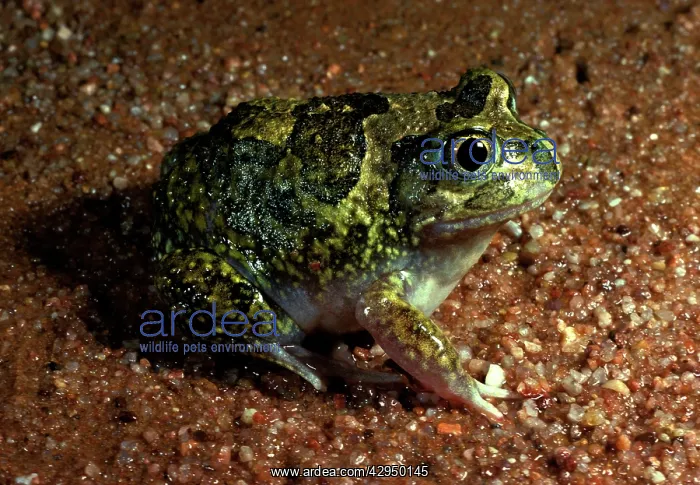 : SudellIs / Miaowing frog : SudellIs / Miaowing frog