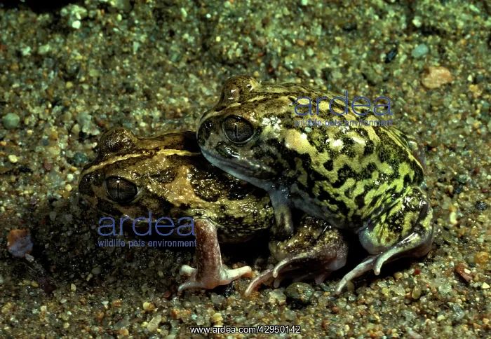 : SudellIs / Miaowing frog - in amplexus : SudellIs / Miaowing frog - in amplexus