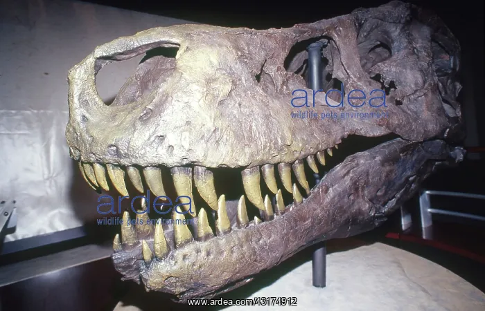 : Sue the Tyrannosaurus Rex : Sue the Tyrannosaurus Rex
