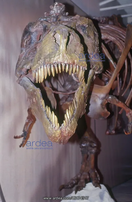 : Sue the Tyrannosaurus Rex : Sue the Tyrannosaurus Rex