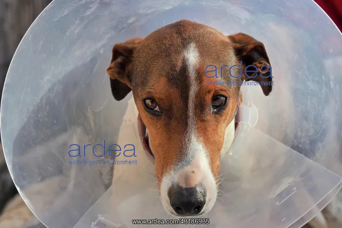  : Suffering dog with neck collar, injured dog with