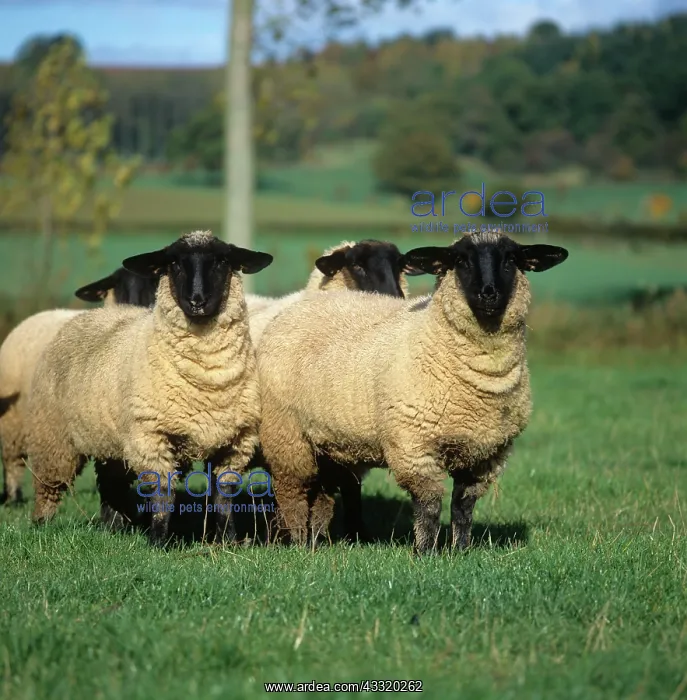 : Suffolk ewe lambs : Suffolk ewe lambs