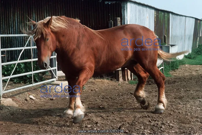 : SUFFOLK PUNCH HORSE - in farmyard : SUFFOLK PUNCH HORSE - in farmyard