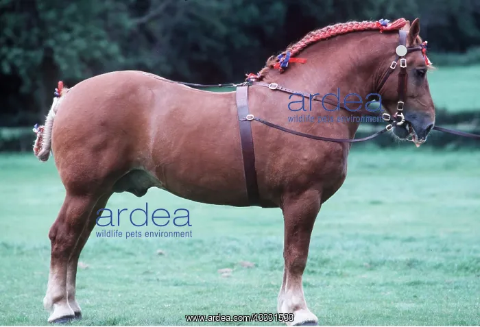: SUFFOLK PUNCH HORSE - in harness : SUFFOLK PUNCH HORSE - in harness