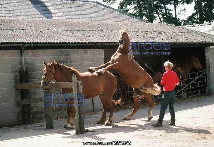 : Suffolk Punch Horse - mating : Suffolk Punch Horse - mating