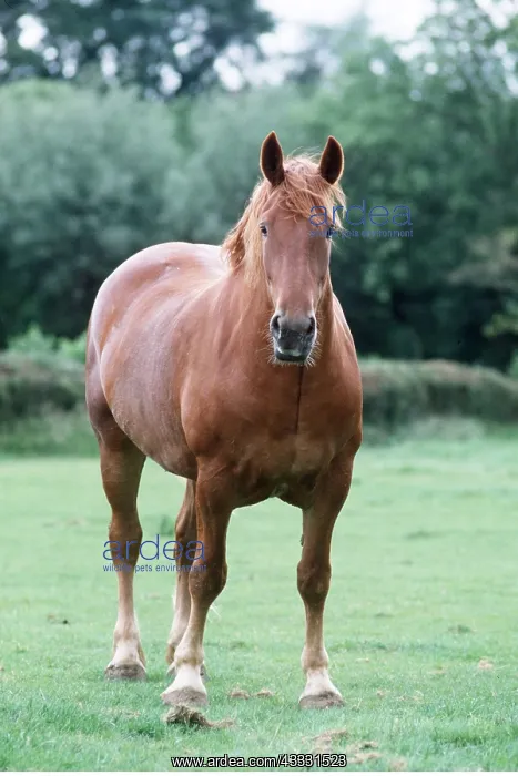 : SUFFOLK PUNCH HORSE - standing in field : SUFFOLK PUNCH HORSE - standing in field