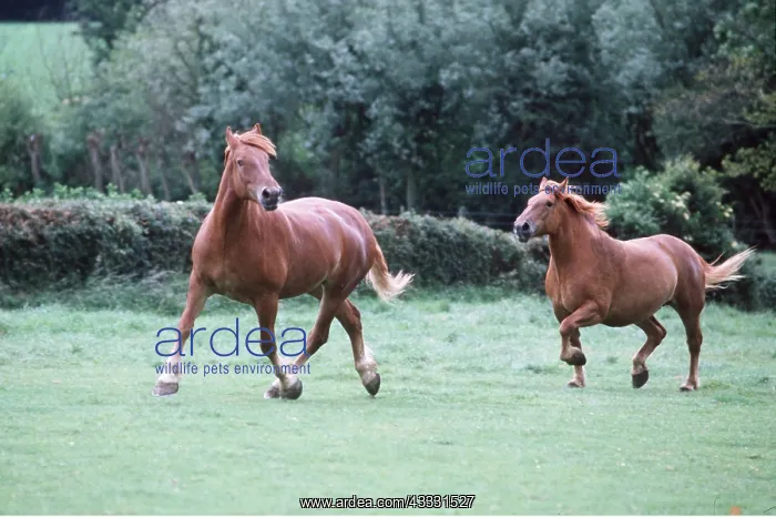 : SUFFOLK PUNCH HORSES - running : SUFFOLK PUNCH HORSES - running