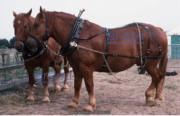 : SUFFOLK PUNCH HORSES - x two, standing : SUFFOLK PUNCH HORSES - x two, standing