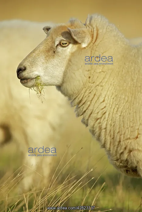  : Suffolk Sheep