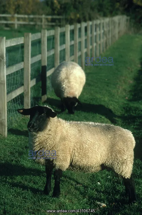 : Suffolk Sheep : Suffolk Sheep