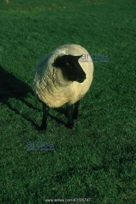 : Suffolk Sheep : Suffolk Sheep