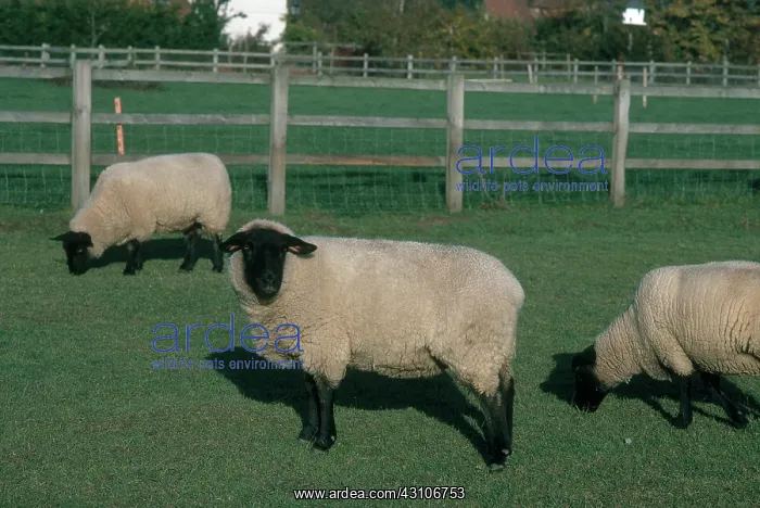 : Suffolk Sheep : Suffolk Sheep