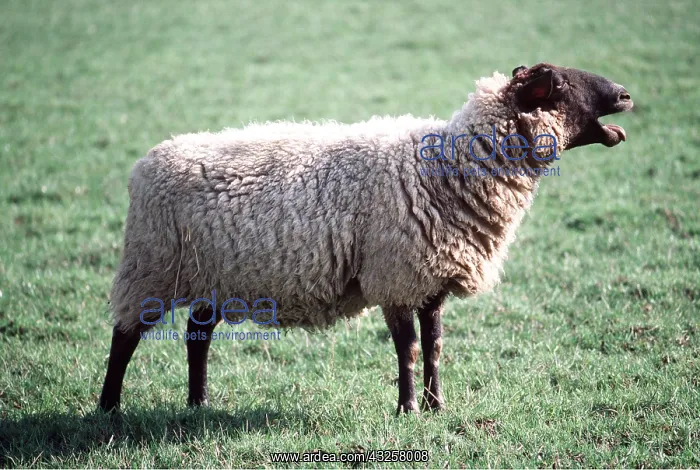  : SUFFOLK SHEEP - BLEATING