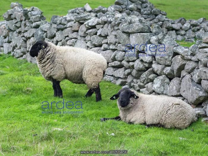 : Suffolk Sheep, Shetland Islands. Shetland : Suffolk Sheep, Shetland Islands. Shetland