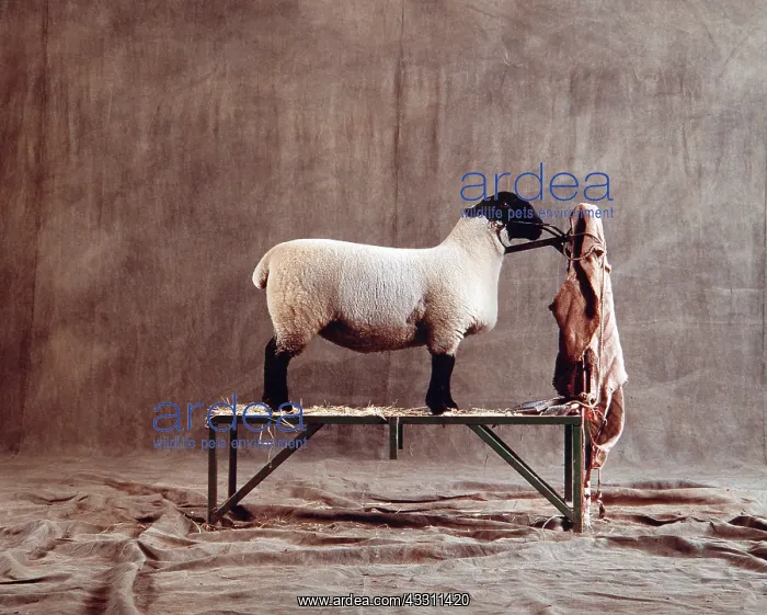 : SUFFOLK SHEEP ON STAND : SUFFOLK SHEEP ON STAND