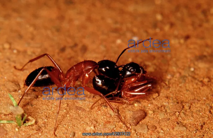 : A sugar ant - carrying a live sister ant in phenomenon : A sugar ant - carrying a live sister ant in phenomenon