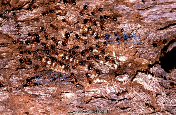 : Sugar ants - accompanying larvae of lycaenid butterfly : Sugar ants - accompanying larvae of lycaenid butterfly