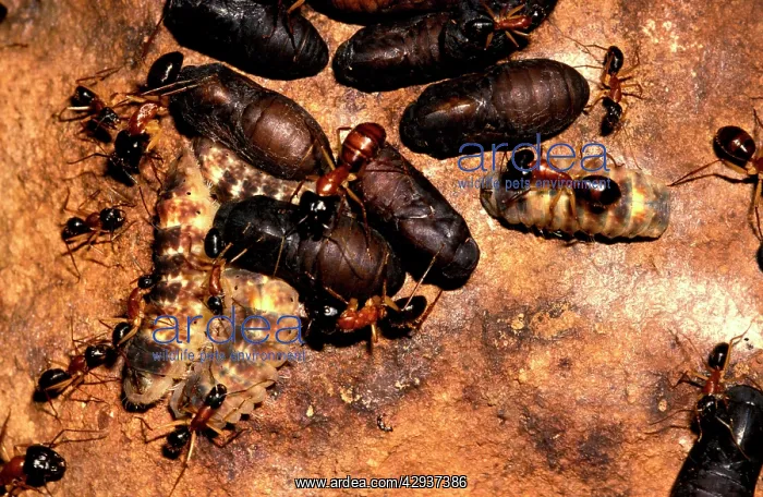 : Sugar ants - 'guardingI larvae and pupae of the : Sugar ants - 'guardingI larvae and pupae of the