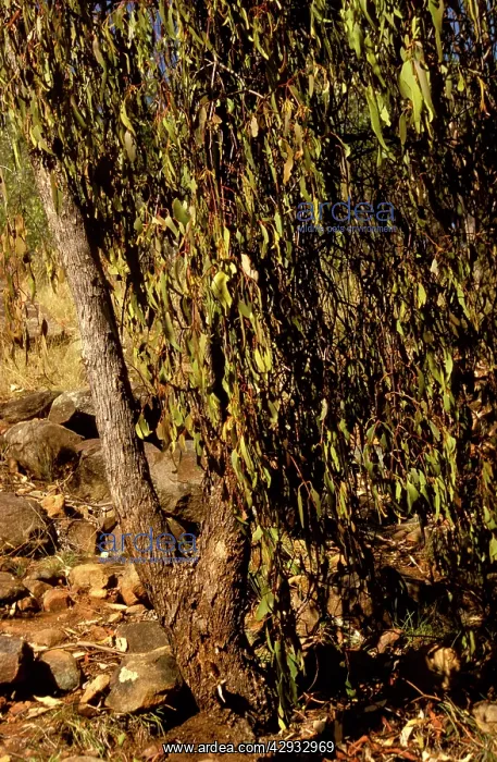 : Sugar ants - site of nest below tree bearing mistletoe : Sugar ants - site of nest below tree bearing mistletoe