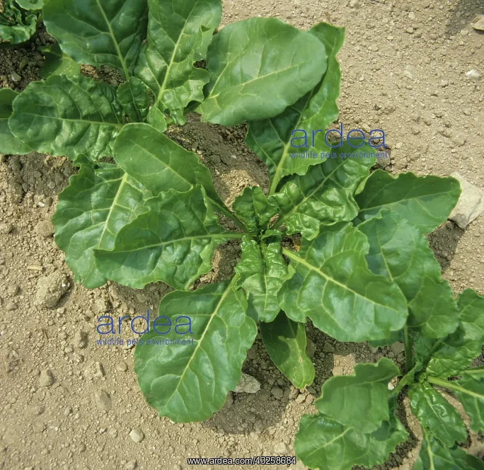  : Sugar Beet (Beta vulgaris)