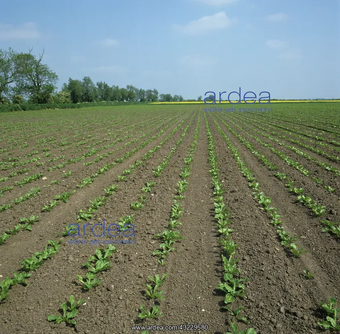: Sugar Beet (Beta vulgaris) crop : Sugar Beet (Beta vulgaris) crop