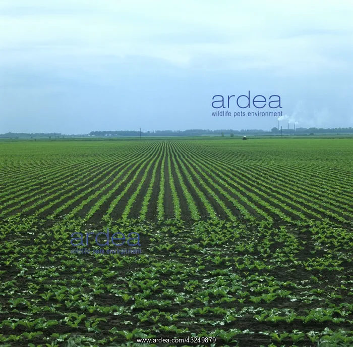 : Sugar Beet (Beta vulgaris) crop, England : Sugar Beet (Beta vulgaris) crop, England