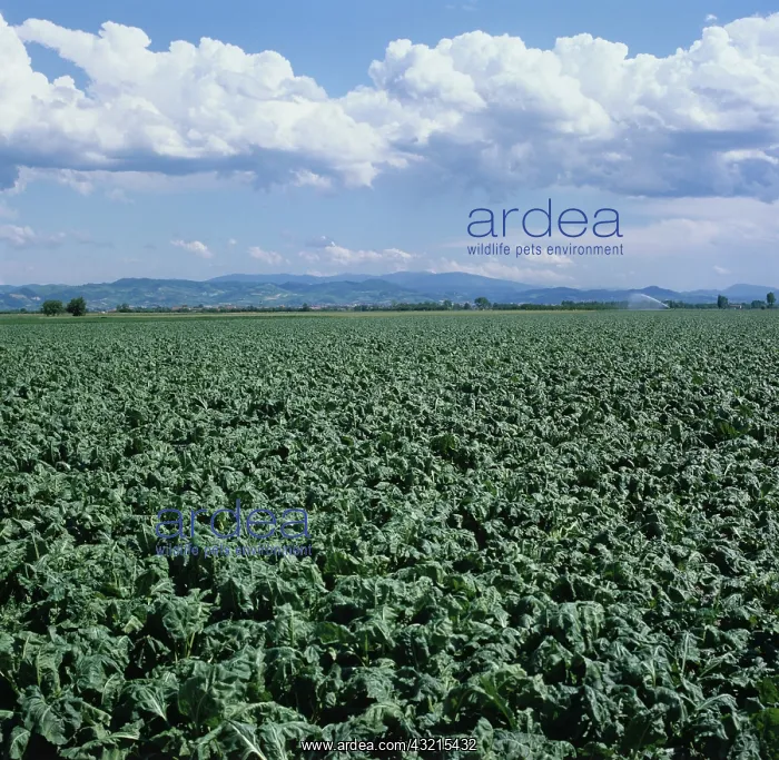  : Sugar Beet (Beta vulgaris) crop, Italy