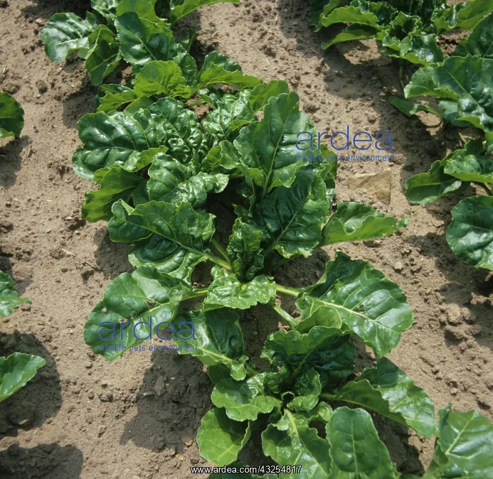 : Sugar Beet (Beta vulgaris) plants : Sugar Beet (Beta vulgaris) plants