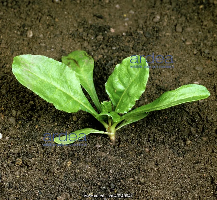  : Sugar Beet (Beta vulgaris) seedling