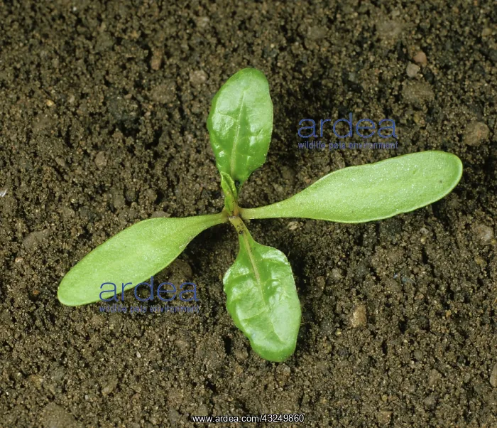 : Sugar Beet (Beta vulgaris) seedling : Sugar Beet (Beta vulgaris) seedling