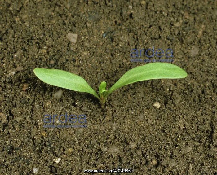  : Sugar Beet (Beta vulgaris) seedling