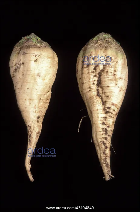 : Sugar Beet Breeding : Sugar Beet Breeding