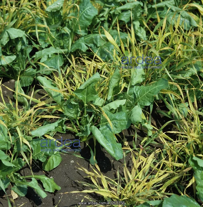 : Sugar Beet crop with cereals used as windbreak : Sugar Beet crop with cereals used as windbreak