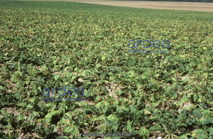 : Sugar Beet crop damaged by boron deficiency : Sugar Beet crop damaged by boron deficiency