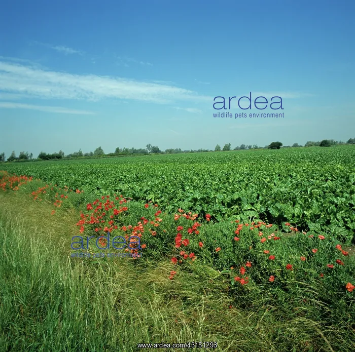 : Sugar Beet field with Corn Poppies : Sugar Beet field with Corn Poppies