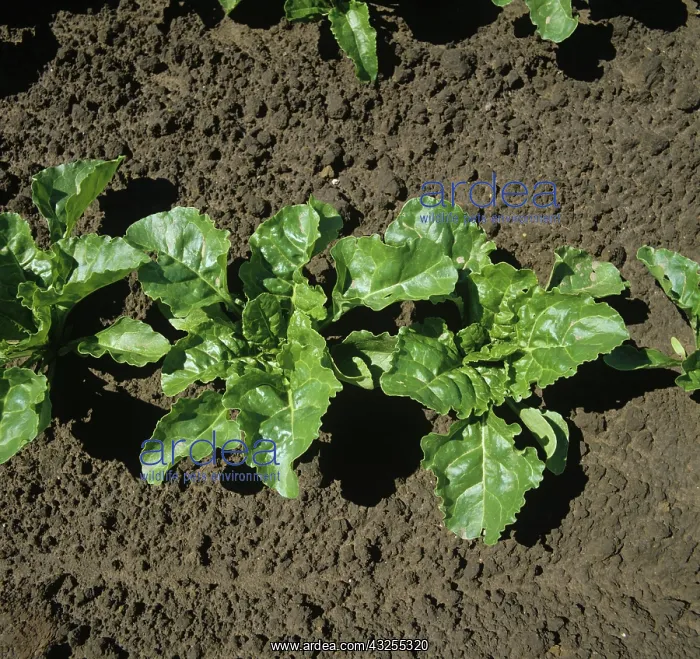: Sugar Beet plants (Beta vulgaris) : Sugar Beet plants (Beta vulgaris)