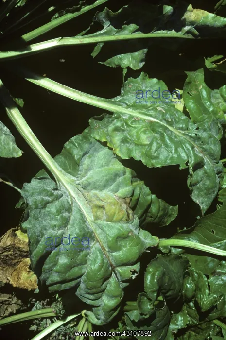 : Sugar beet powdery mildew infection : Sugar beet powdery mildew infection