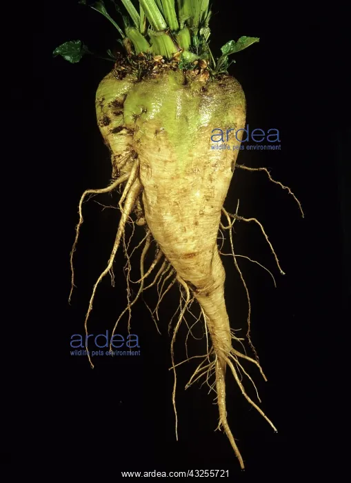 : Sugar beet root : Sugar beet root