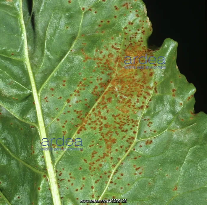 : Sugar Beet Rust (Uromyces betae) : Sugar Beet Rust (Uromyces betae)