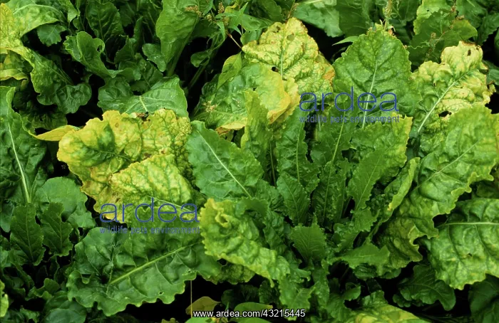  : Sugar beet virus