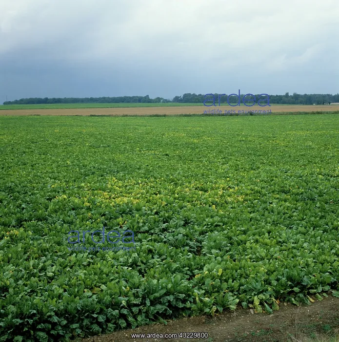  : Sugar Beet Virus Yellows in Beet crop