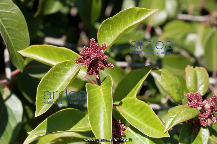  : Sugar Bush  /  Sugar Sumac - in dry chaparral